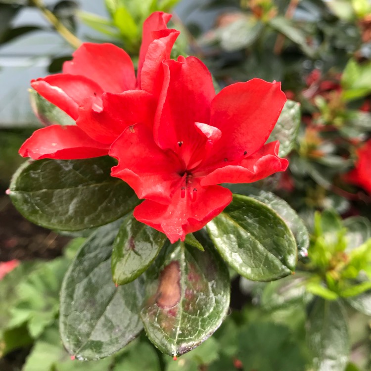 plant image 756331