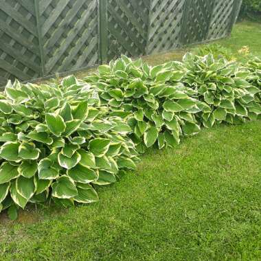 Hosta