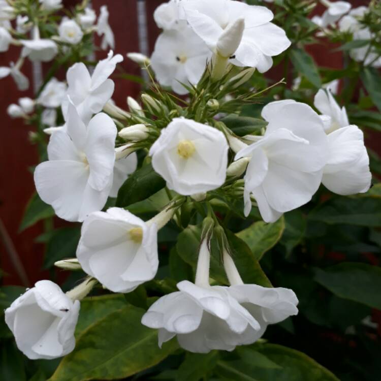 plant image 494328