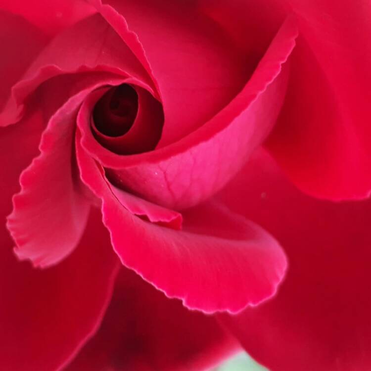 plant image 503768