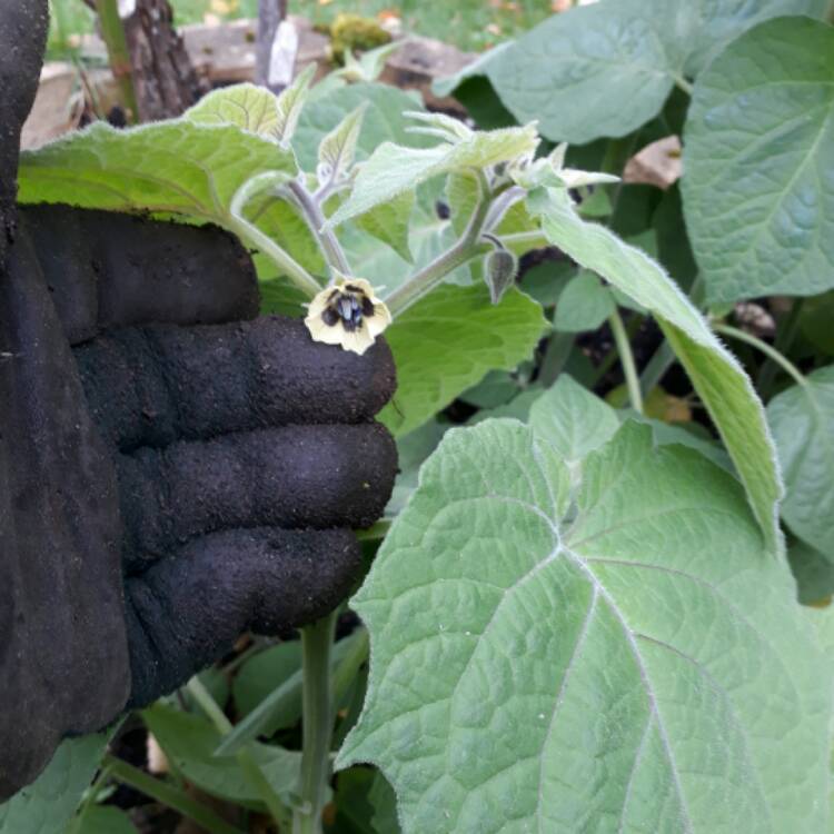 Plant image Physalis peruviana