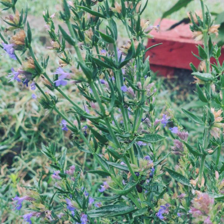 Plant image Hyssopus officinalis