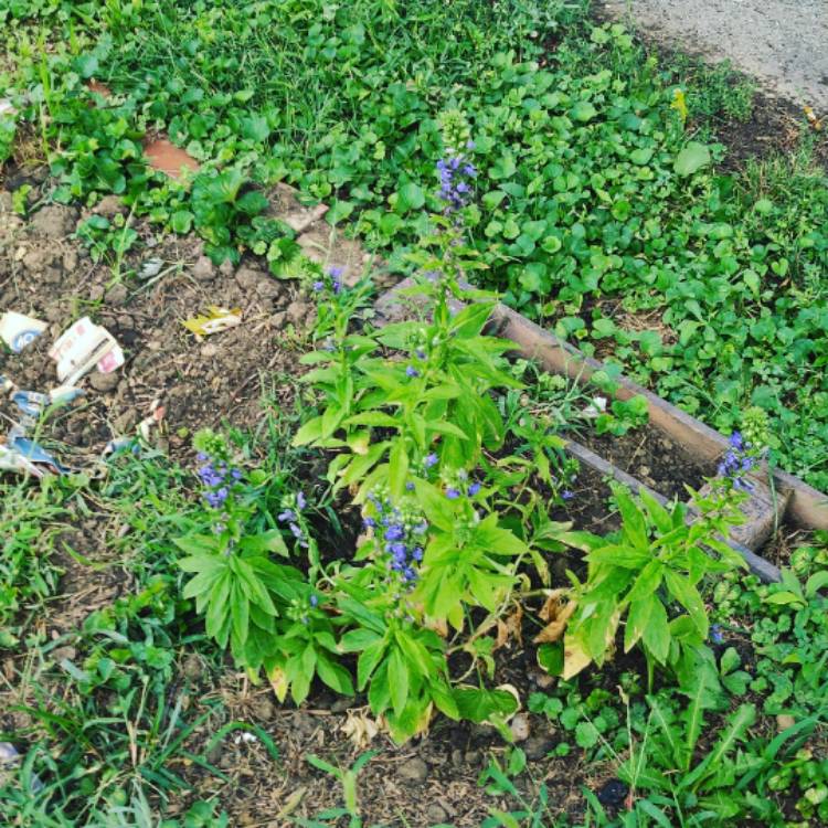 Plant image Lobelia siphilitica 'Blue'