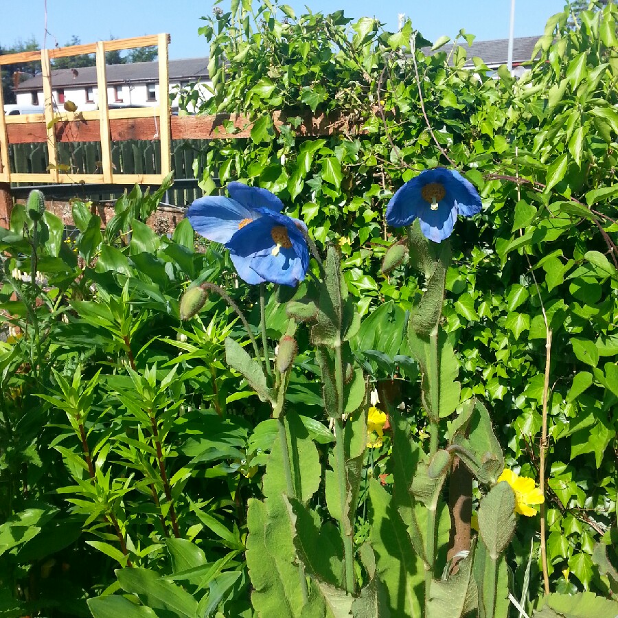 George's garden
