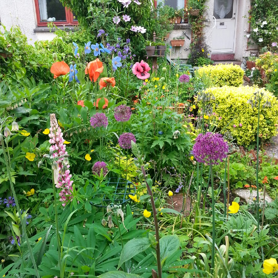 George's garden