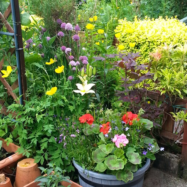 George's garden