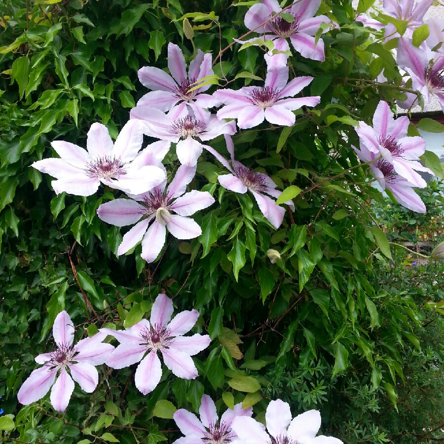 George's garden