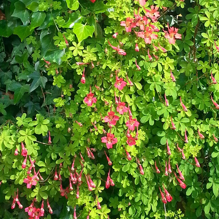 George's garden