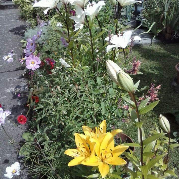 George's garden