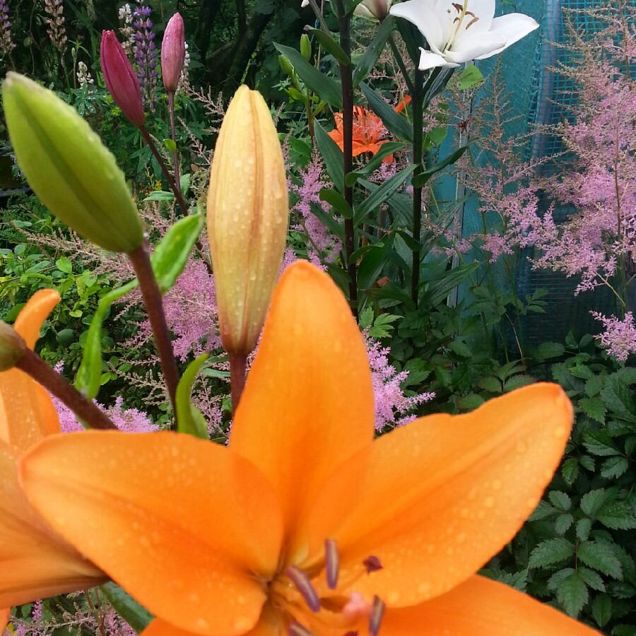 George's garden