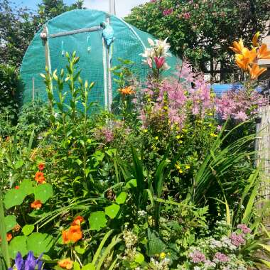 George's garden