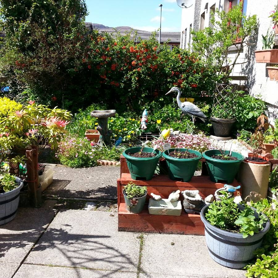 George's garden
