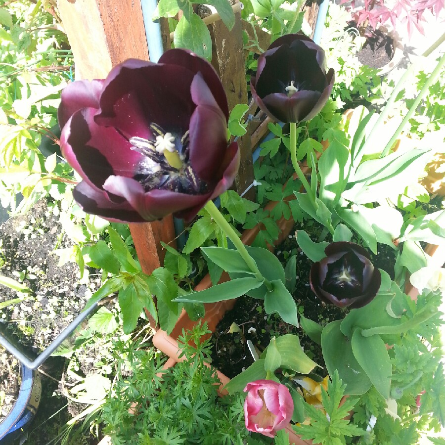George's garden