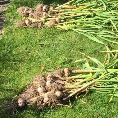 Garlic