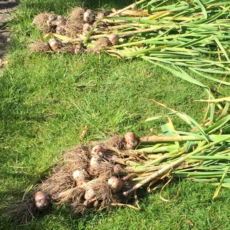 plant image 1359303