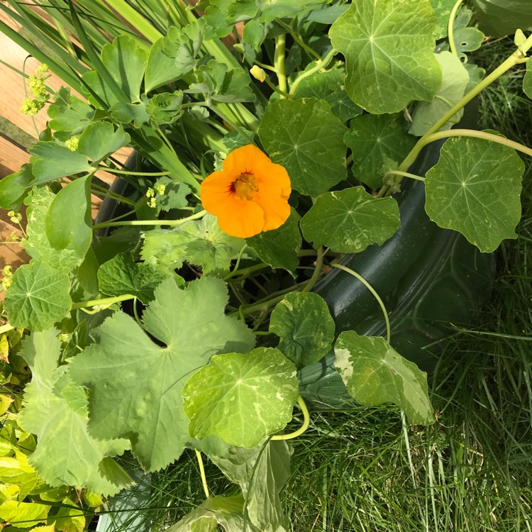 plant image 761581