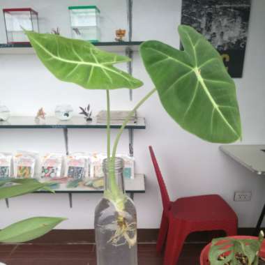 Alocasia Micholitziana 'Frydek'