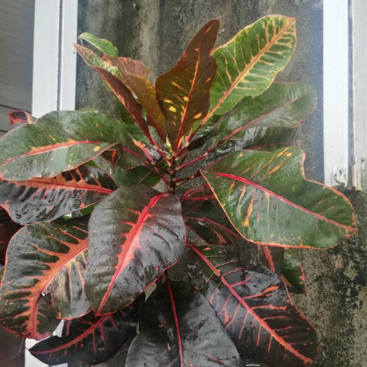 plant image 1117537
