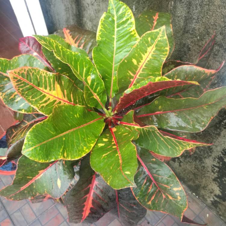 plant image 1117623