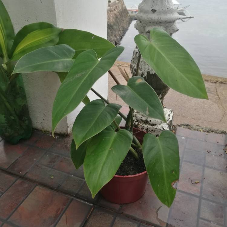 Plant image Philodendron erubescens 'Red Emerald'