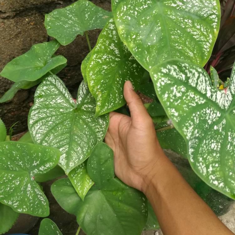 Plant image Caladium Candidum 'Junior Improved'