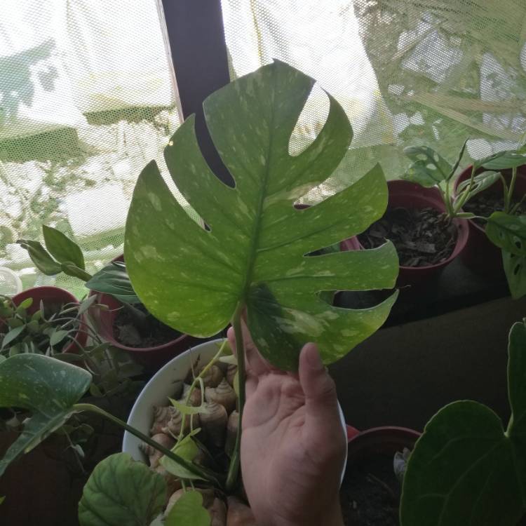 plant image 1194757
