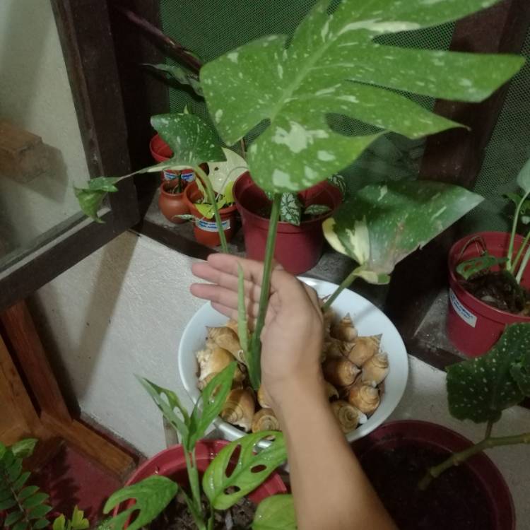 Plant image Monstera deliciosa 'Thai Constellation'