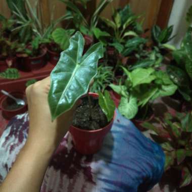 Alocasia Sanderiana