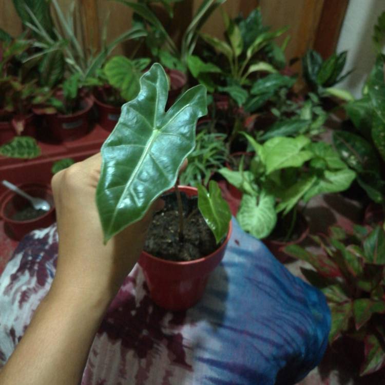 plant image 1201589
