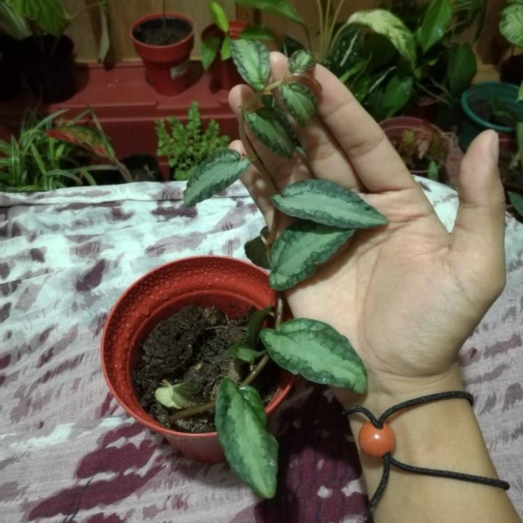 Plant image Pellionia Repens