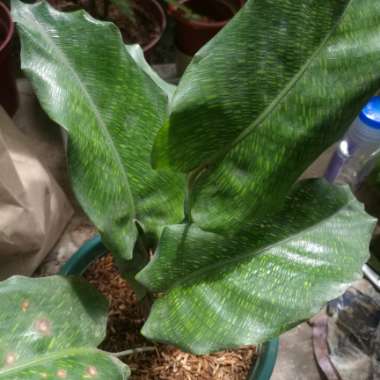 Calathea Musaica
