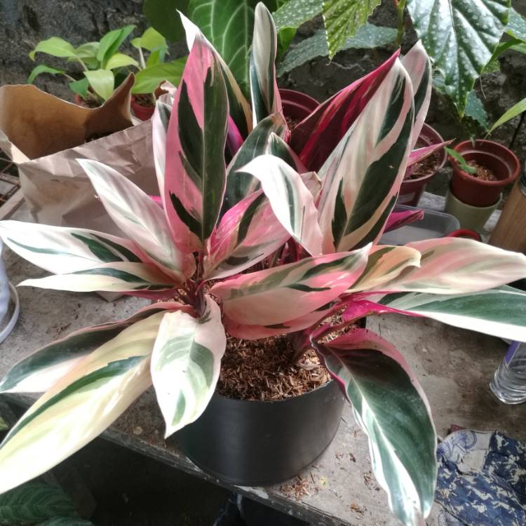 Plant image Stromanthe sanguinea 'Triostar'