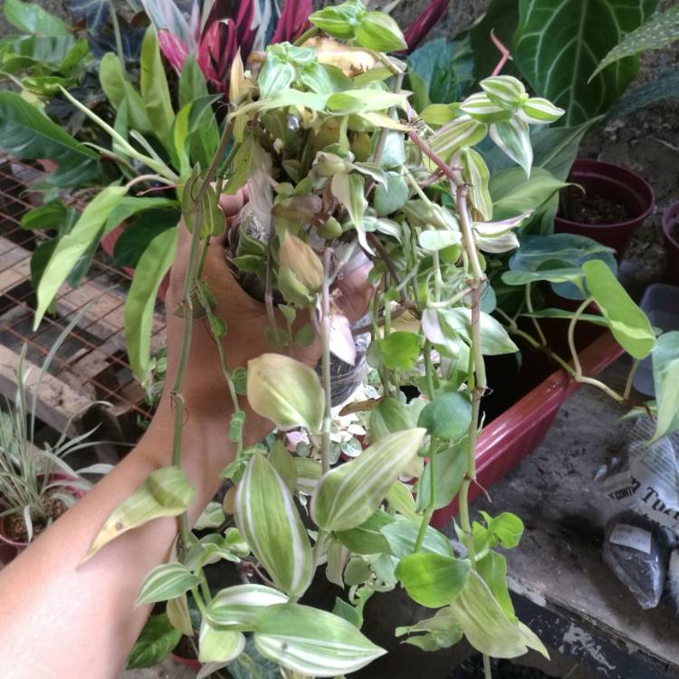 Plant image Tradescantia fluminensis 'Variegata'
