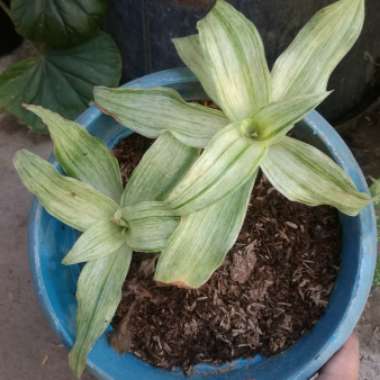 Callisia Fragrans Hybrida Variegated