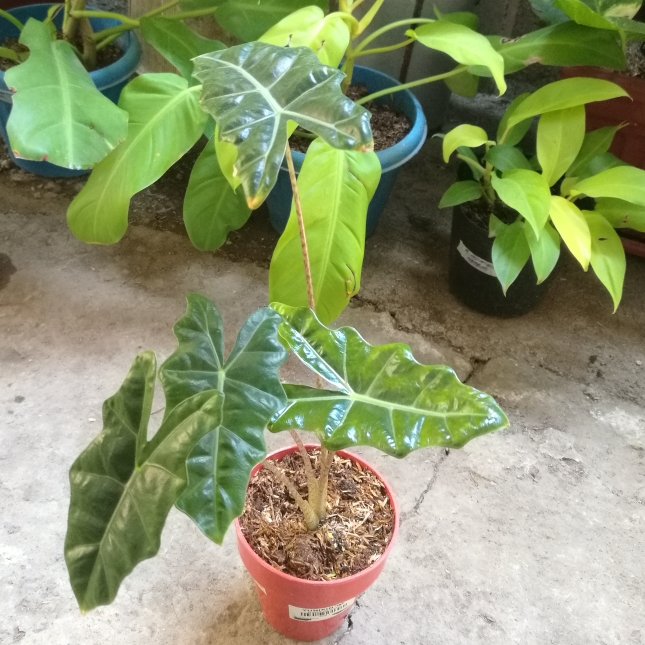 plant image 1252402