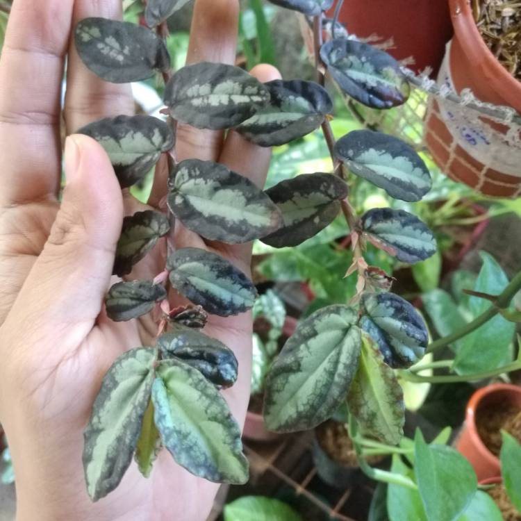 Plant image Pellionia Repens