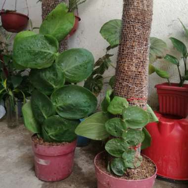 Rhaphidophora korthalsii syn. Rhaphidophora celatocaulis