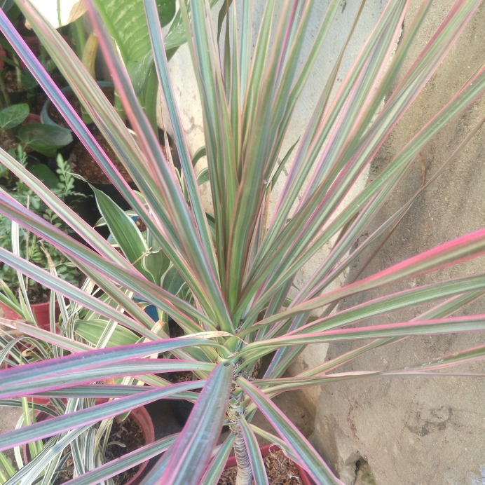 Plant image Dracaena Marginata 'Colorama'