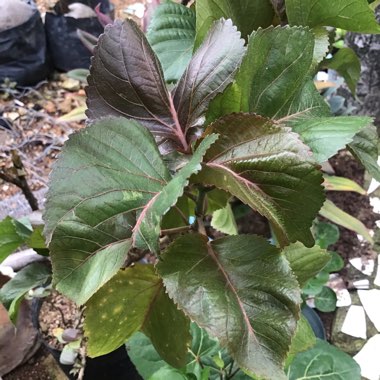 Copperleaf