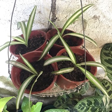 Spider Plant 'Vittatum'