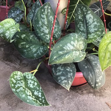 Scindapsus 'Argyraeus'