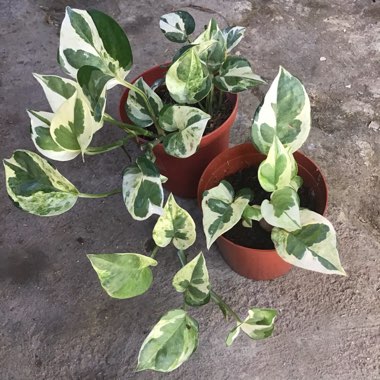 Epipremnum 'N'Joy'