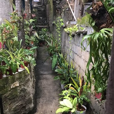 Cullen's garden