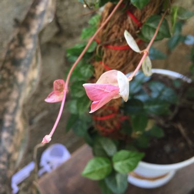 Cullen's garden