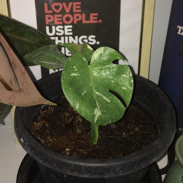 plant image 1583246