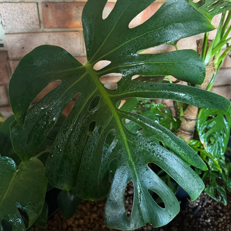 Plant image Monstera deliciosa 'Borsigiana'  syn. Monstera borsigiana