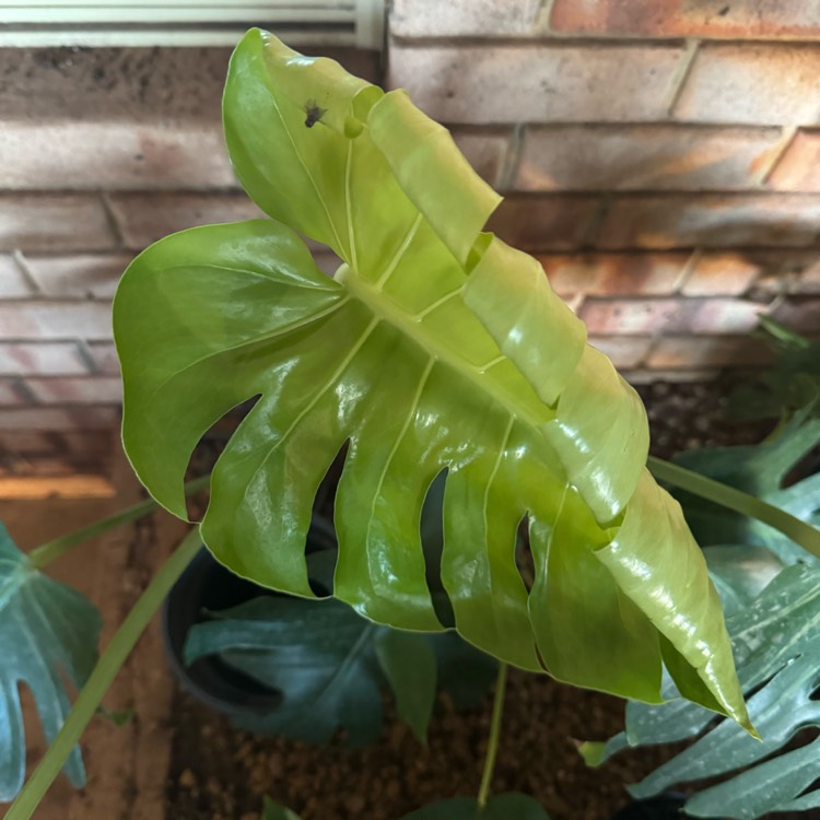 plant image 1703113 plant image 1703113