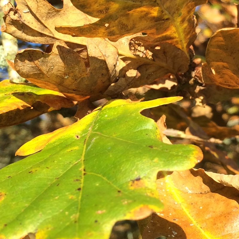 Plant image Quercus rubra