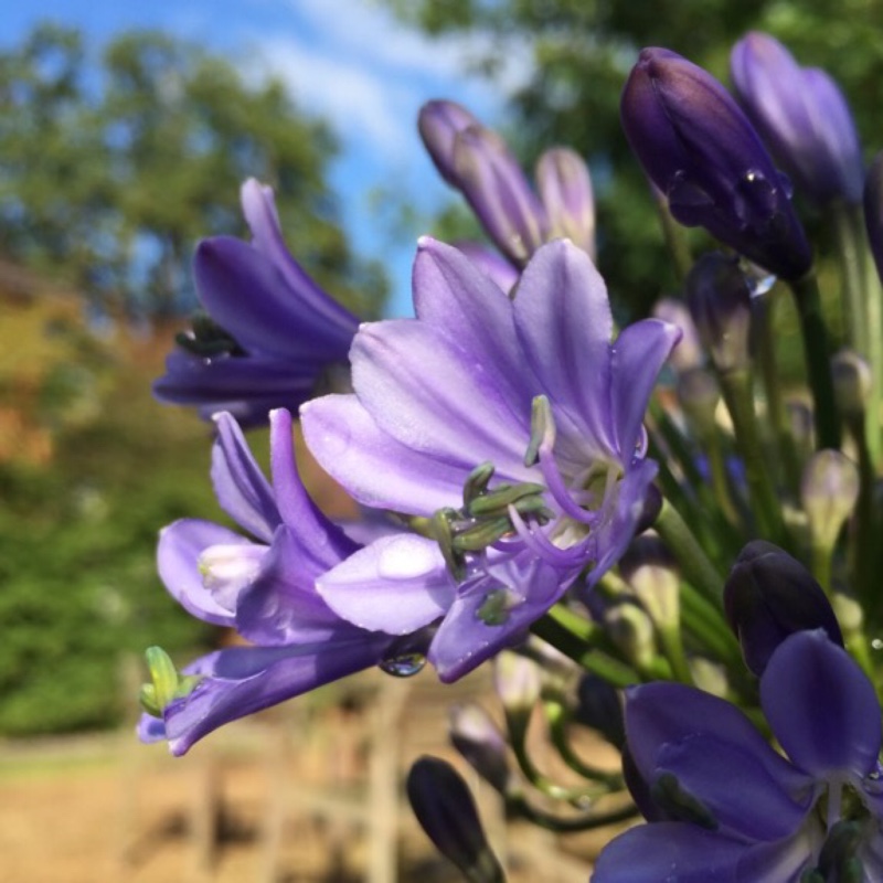 Agapanthus praecox subsp. orientalis