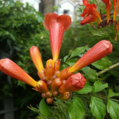 Campsis
